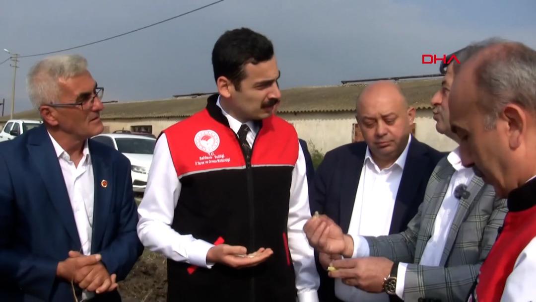 Tohumu 1700’lü yıllardan: Coğrafi işaretli ‘Kazak fasulyesi’ hasadı festivalle yapıldı 1