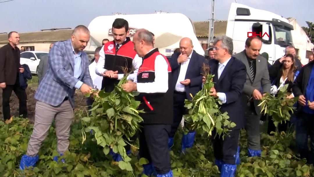 Tohumu 1700’lü yıllardan: Coğrafi işaretli ‘Kazak fasulyesi’ hasadı festivalle yapıldı 2