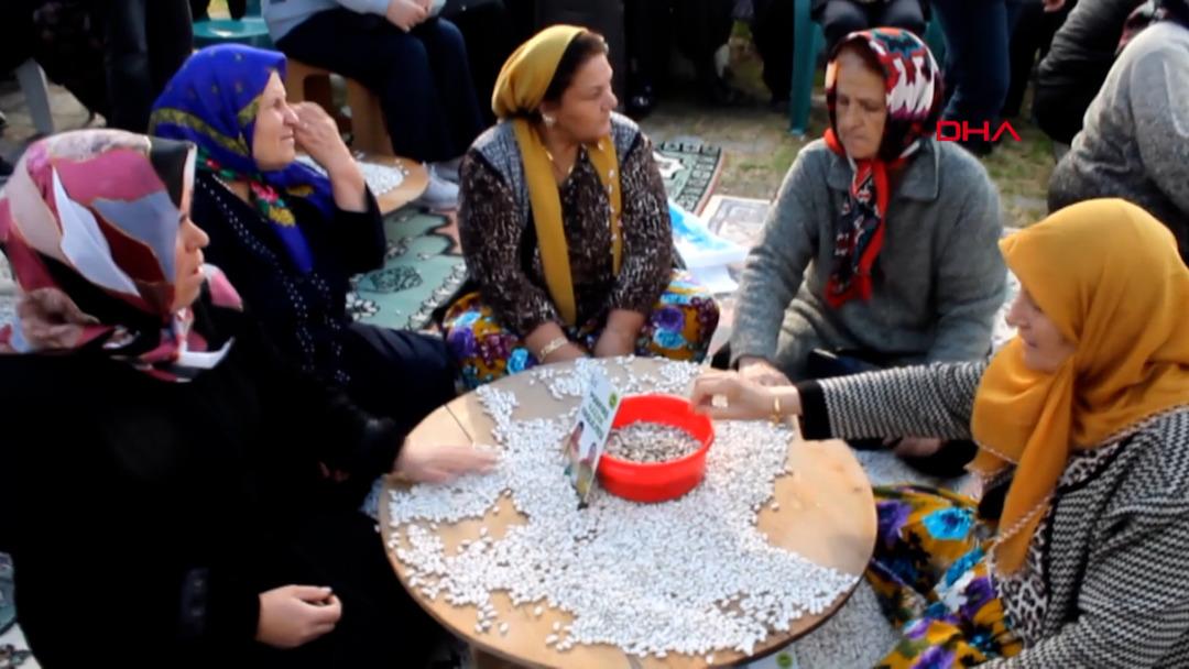 Tohumu 1700’lü yıllardan: Coğrafi işaretli ‘Kazak fasulyesi’ hasadı festivalle yapıldı 4