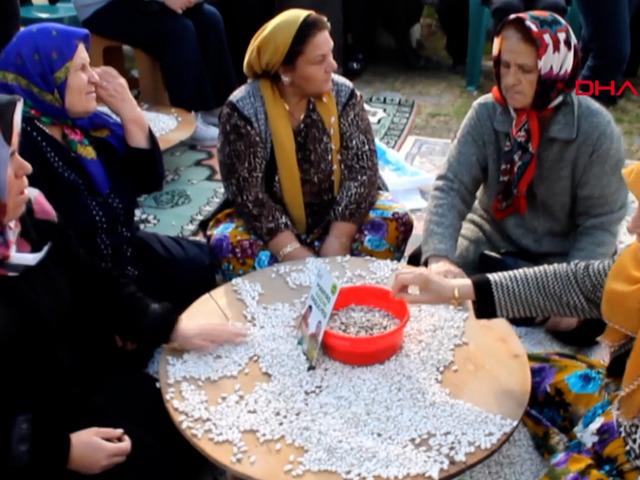 Tohumu 1700’lü yıllardan: Coğrafi işaretli ‘Kazak fasulyesi’ hasadı festivalle yapıldı