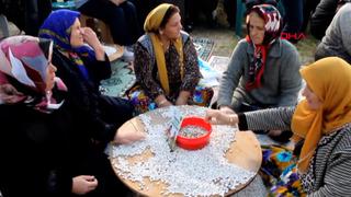 Tohumu 1700’lü yıllardan: Coğrafi işaretli ‘Kazak fasulyesi’ hasadı festivalle yapıldı