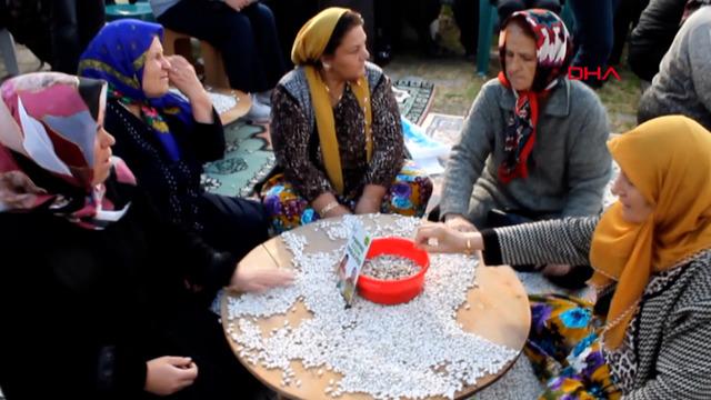 Tohumu 1700’lü yıllardan: Coğrafi işaretli ‘Kazak fasulyesi’ hasadı festivalle yapıldı