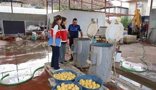 Sağlıksız şartlarda patates dilimleyen işletme mühürlendi