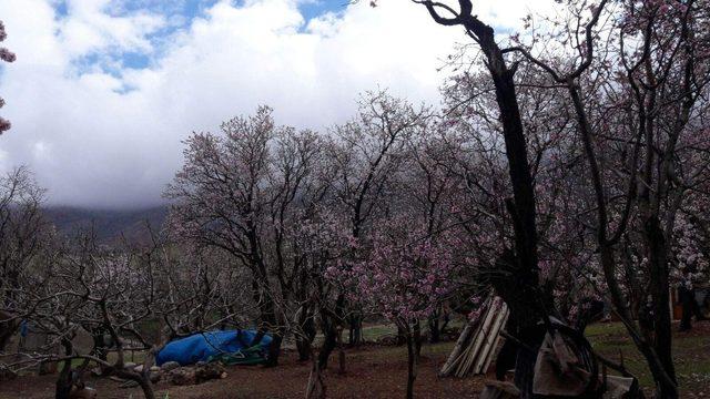 Siirt’te badem ağaçları çiçek açtı