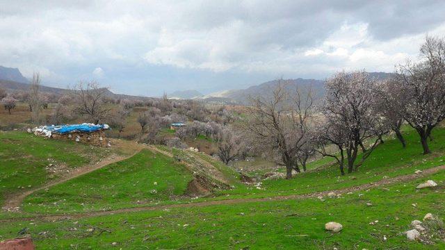 Siirt’te badem ağaçları çiçek açtı