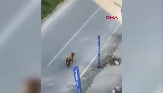 Yer: Rize! Kaçan inek sürücülere zor anlar yaşattı