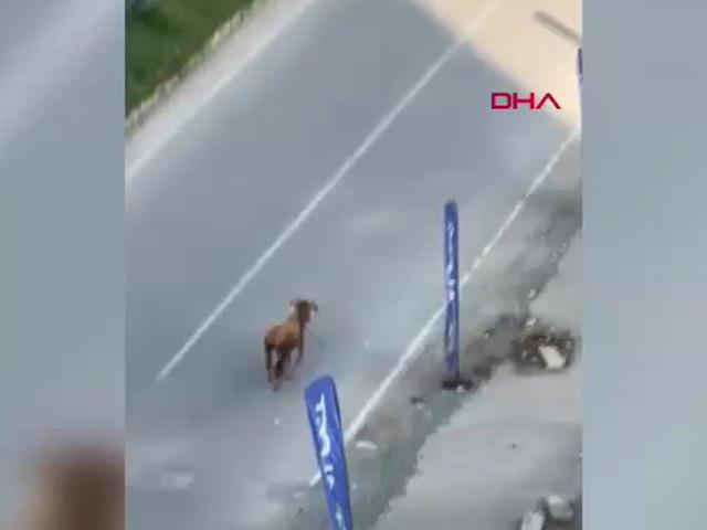 Yer: Rize! Kaçan inek sürücülere zor anlar yaşattı