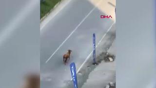 Yer: Rize! Kaçan inek sürücülere zor anlar yaşattı