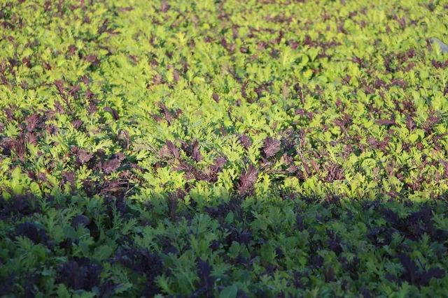 640xauto İstanbul’dan köyüne dönen gıda mühendisi kadın yeşil mirası renklendirdi
