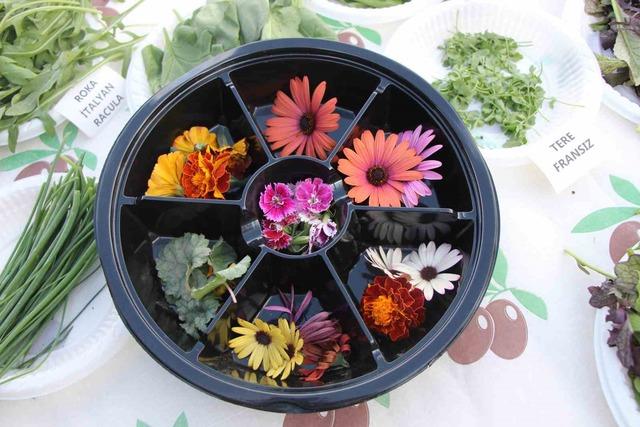 640xauto İstanbul’dan köyüne dönen gıda mühendisi kadın yeşil mirası renklendirdi