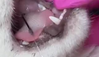 Balık artıklarını yemek isteyen kedinin ağzı ve ayağına olta kancası battı