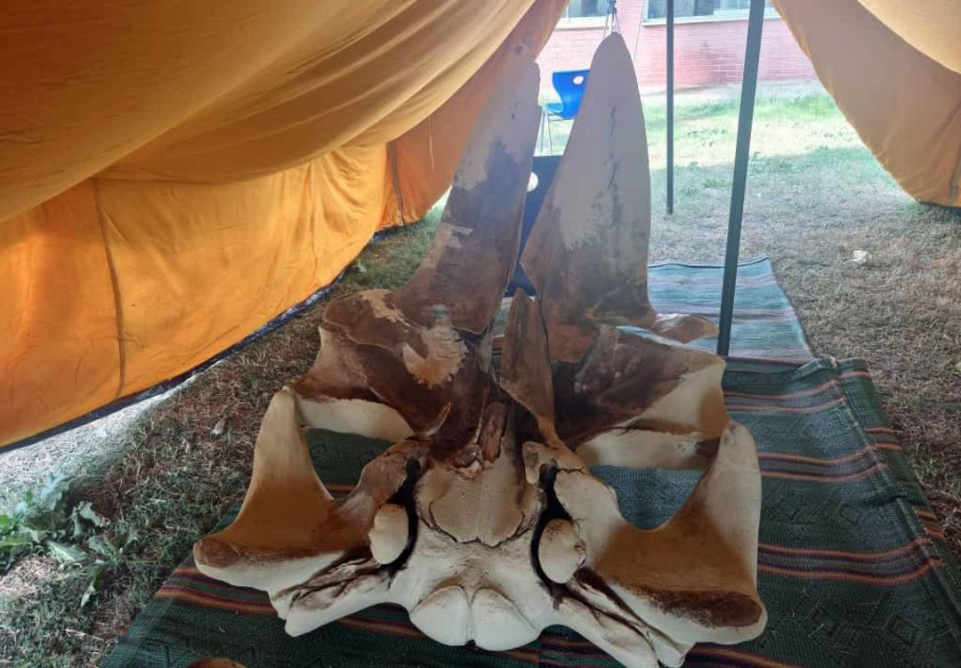 Toprak altından çıkarıldı, yapboz gibi birleştiriliyor! Yapımı aylar sürüyor 3