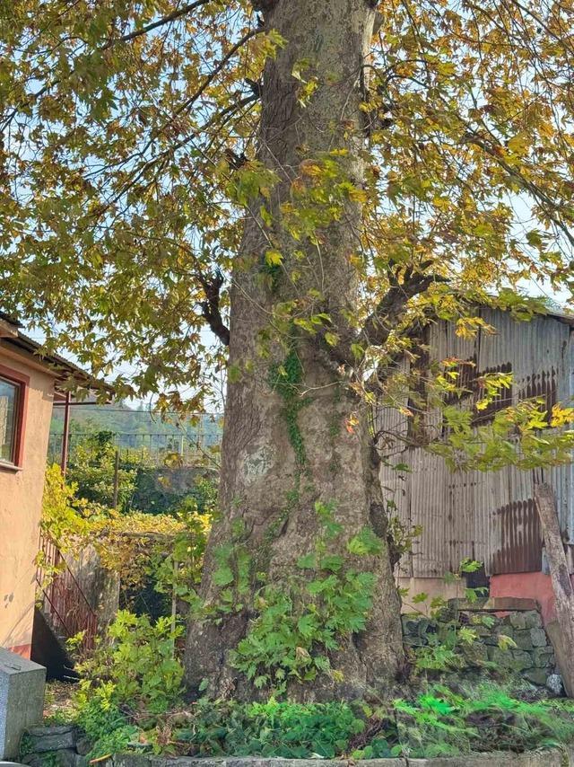 640xauto Asırlık çınar ağacının koruma altına alınması bekleniyor