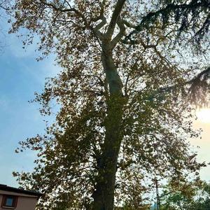 Asırlık çınar ağacının koruma altına alınması bekleniyor