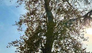 Asırlık çınar ağacının koruma altına alınması bekleniyor