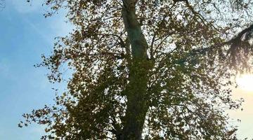 Asırlık çınar ağacının koruma altına alınması bekleniyor