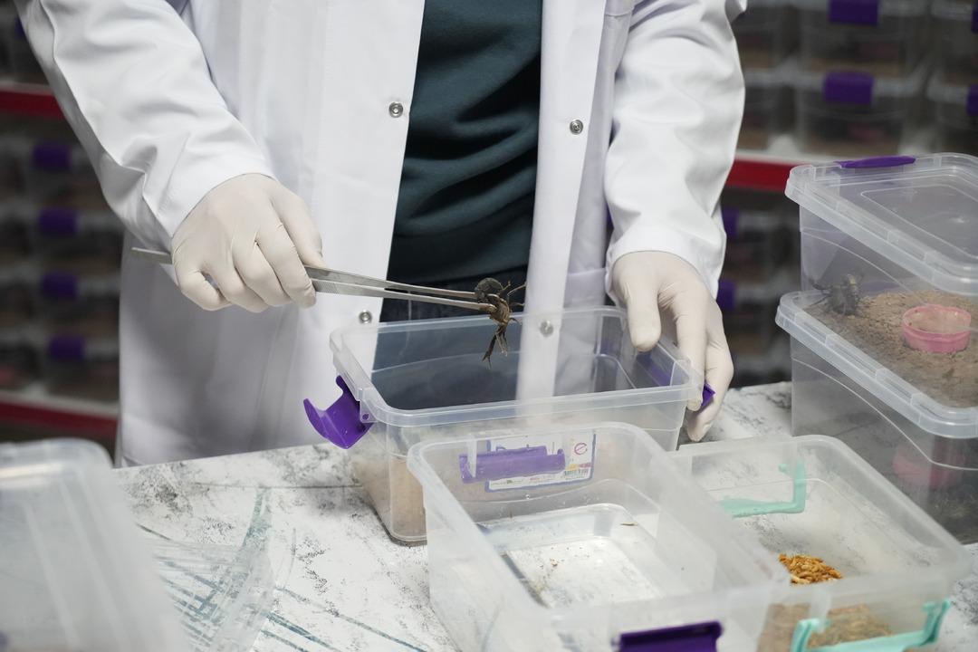 Türkiye den dünyaya  akrep zehri  ihracatı! -44 derecede korunuyor: "Zehri sağarak elde ediyoruz" 2