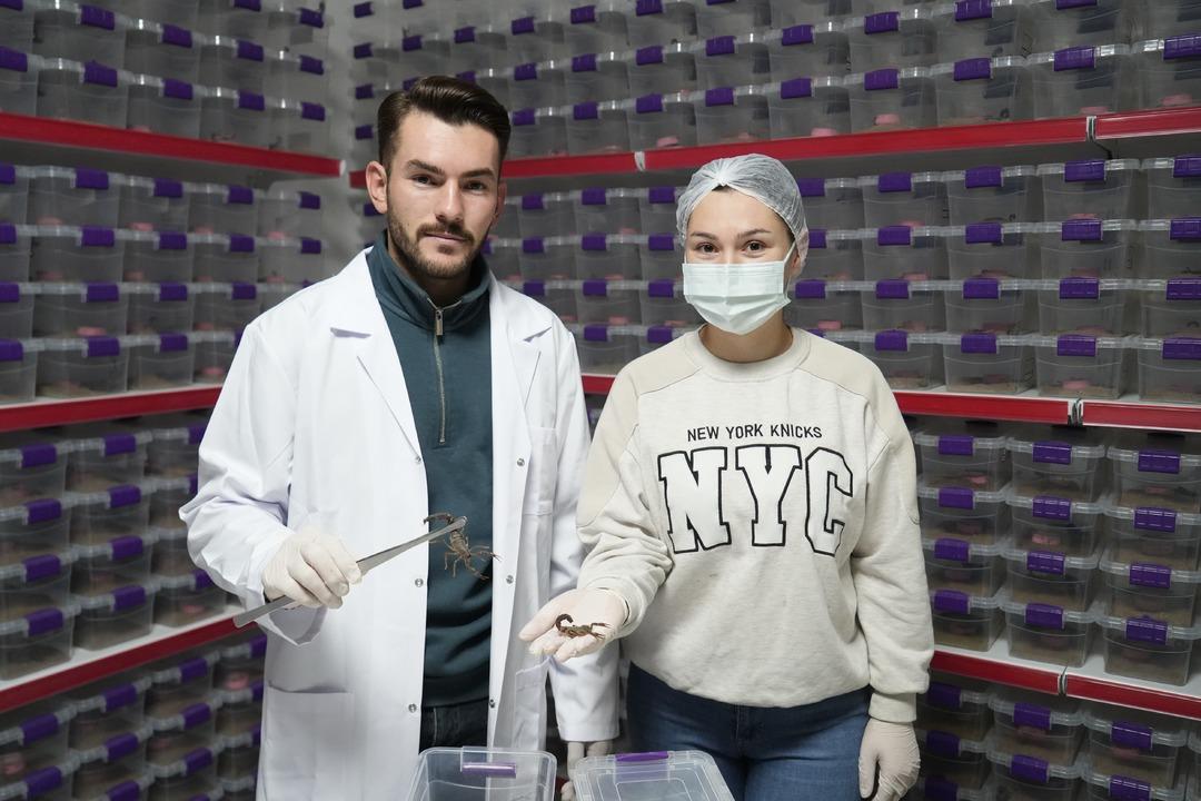 Türkiye den dünyaya  akrep zehri  ihracatı! -44 derecede korunuyor: "Zehri sağarak elde ediyoruz" 4