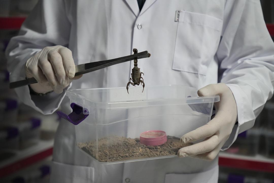 Türkiye den dünyaya  akrep zehri  ihracatı! -44 derecede korunuyor: "Zehri sağarak elde ediyoruz" 3