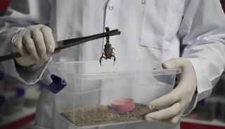 Türkiye'den dünyaya 'akrep zehri' ihracatı