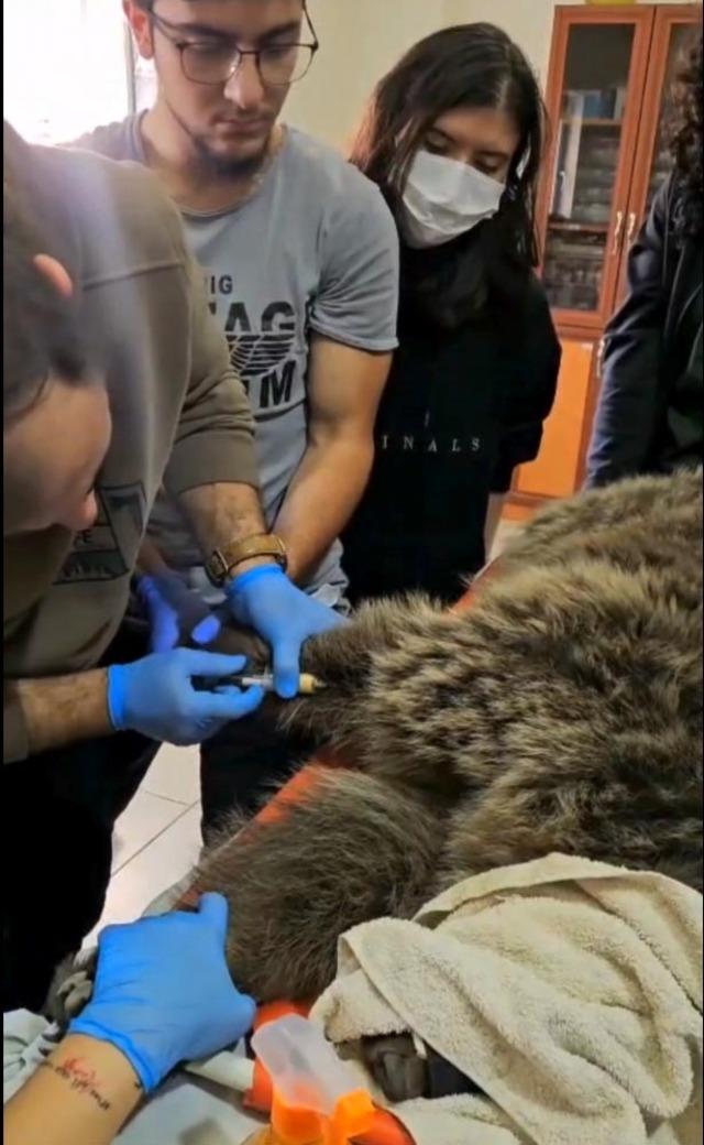 Yaralı bulunan bozayı, tedaviye alındı 1