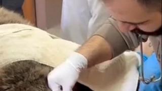 Yaralı bulunan bozayı, tedaviye alındı