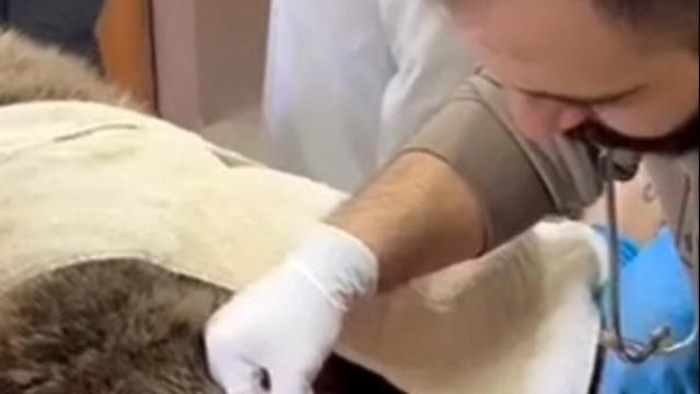 Yaralı bulunan bozayı, tedaviye alındı