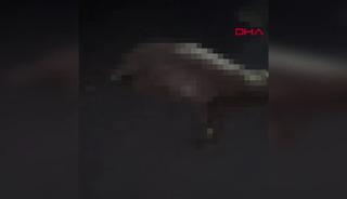 Şırnak'ta otomobil koyunlara çarptı! 7 koyun telef oldu