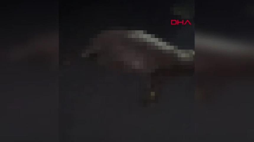 Şırnak'ta otomobil koyunlara &ccedil;arptı! 7 koyun telef oldu