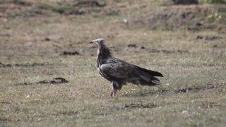 Nesli tehlike altında! Bayburt'ta görüntülendi