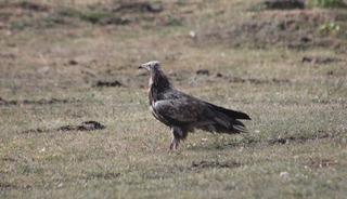 Nesli tehlike altında! Bayburt'ta görüntülendi