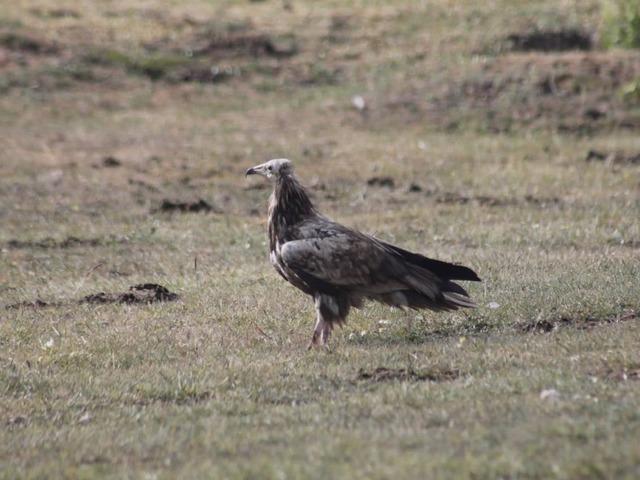 Nesli tehlike altında! Bayburt'ta görüntülendi