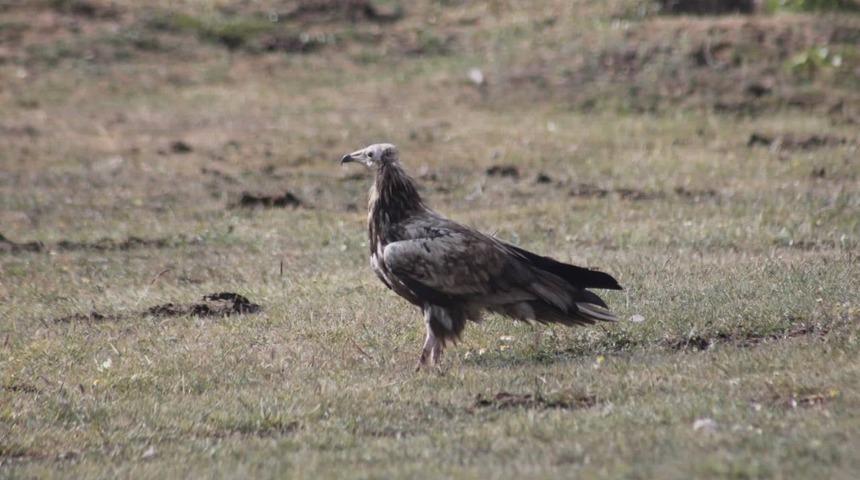 Nesli tehlike altında! Bayburt'ta g&ouml;r&uuml;nt&uuml;lendi