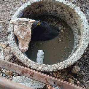 Kuyuya düşen ineği itfaiye kurtardı