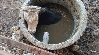 Kuyuya düşen ineği itfaiye kurtardı