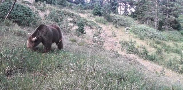 Anne ayı ve yavruları kamerada 1