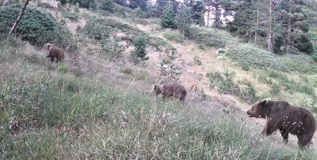 Anne ayı ve yavruları kamerada 2