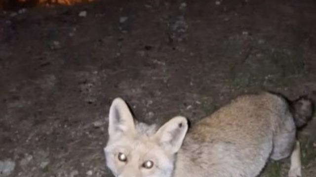 Osmaniye’de meraklı tilki, Osmaniye kömbesini geri çevirmedi