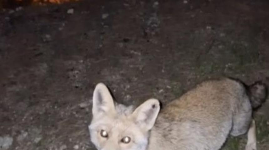 Osmaniye&rsquo;de meraklı tilki, Osmaniye k&ouml;mbesini geri &ccedil;evirmedi