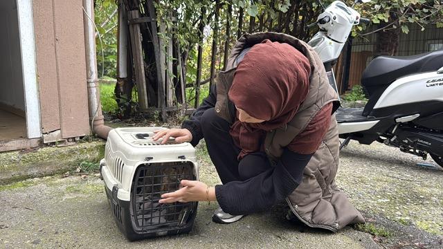 Zonguldak ta kaybolan kedi günler sonra bacağında mermiyle ortaya çıktı! 4