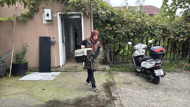 Zonguldak ta kaybolan kedi günler sonra bacağında mermiyle ortaya çıktı! 3