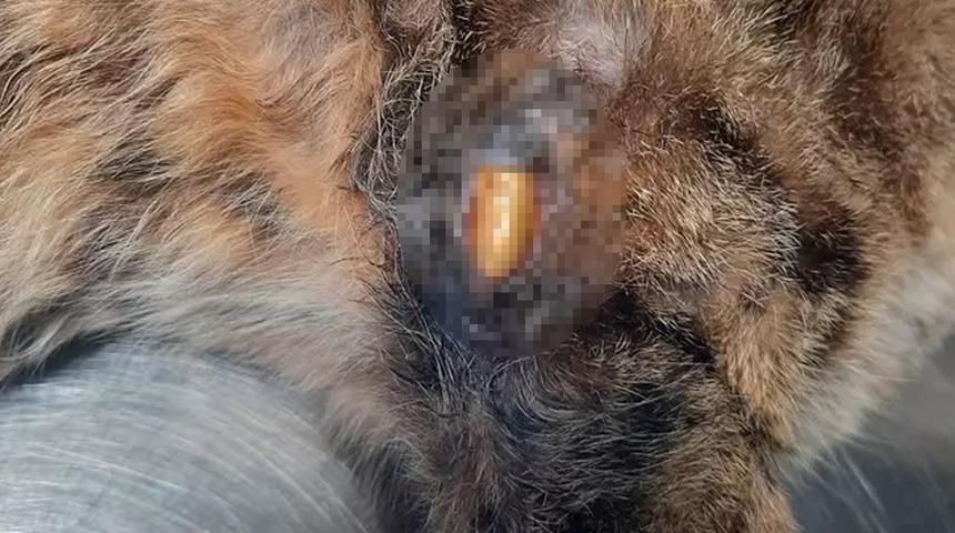 Zonguldak'ta kaybolan kedi günler sonra bacağında mermiyle ortaya çıktı!