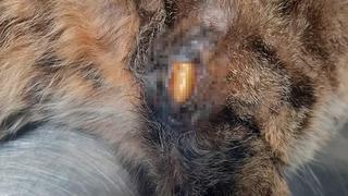 Zonguldak'ta kaybolan kedi günler sonra bacağında mermiyle ortaya çıktı!