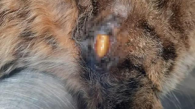 Zonguldak'ta kaybolan kedi günler sonra bacağında mermiyle ortaya çıktı!