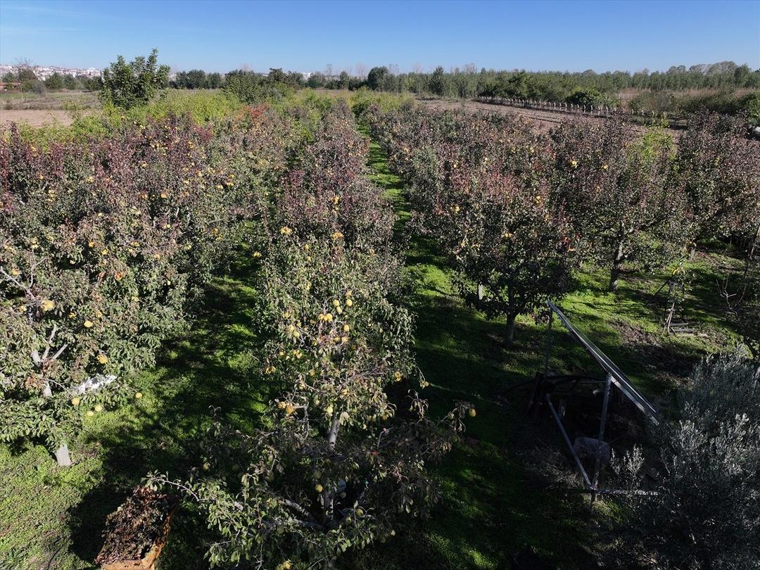 Geliri çok yüksek! Kârlı bir iş Tavsiye etti Küçük araziden yüksek gelir elde edildiğini gördük 1