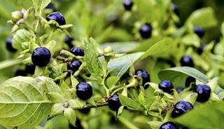 Ispanak sanıp yediler! Aynı aileden 11 kişi hastanelik oldu