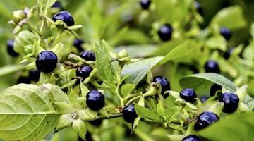 Ispanak sanıp yediler! Aynı aileden 11 kişi hastanelik oldu