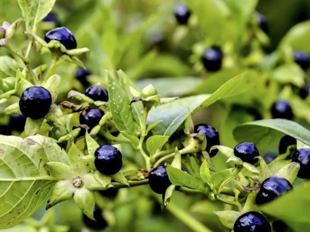 Ispanak sanıp yediler! Aynı aileden 11 kişi hastanelik oldu