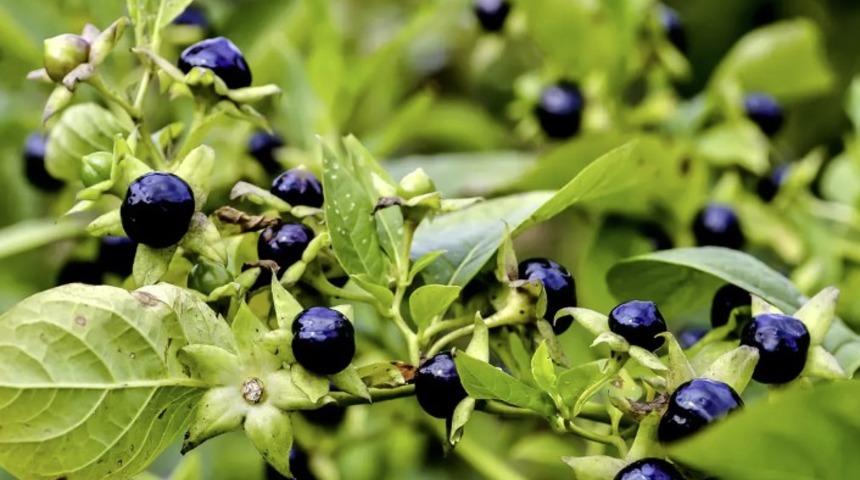 Ispanak sanıp yediler! Aynı aileden 11 kişi hastanelik oldu