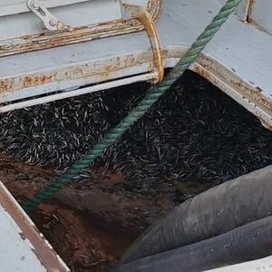 Araklı Limanı’nda hafta sonu hamsi yoğunluğu